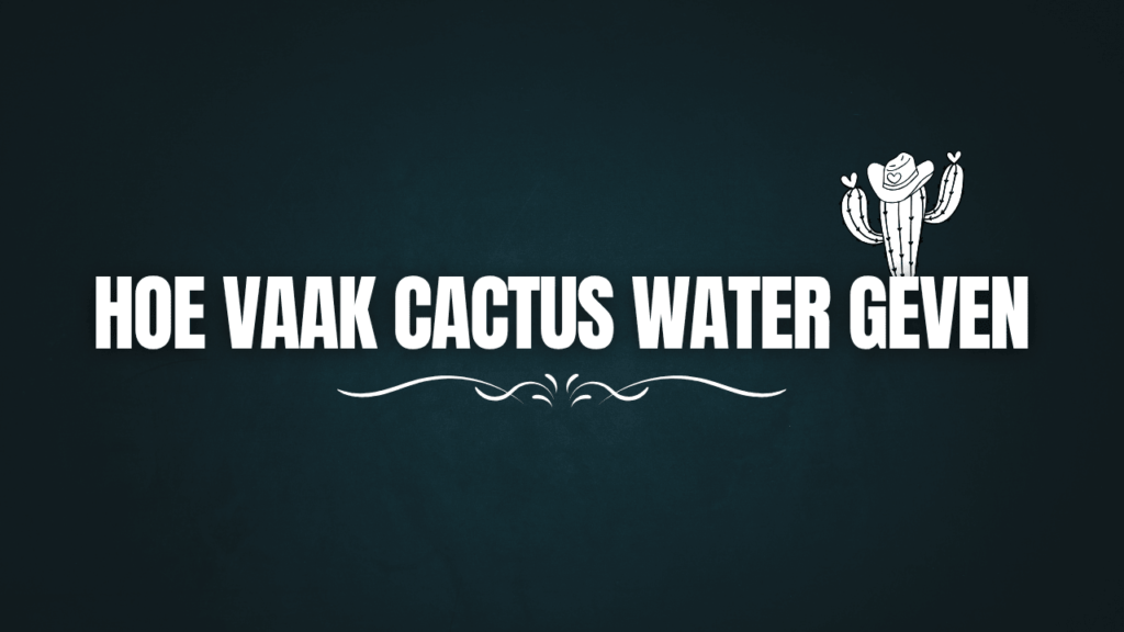 Hoe vaak cactus water geven