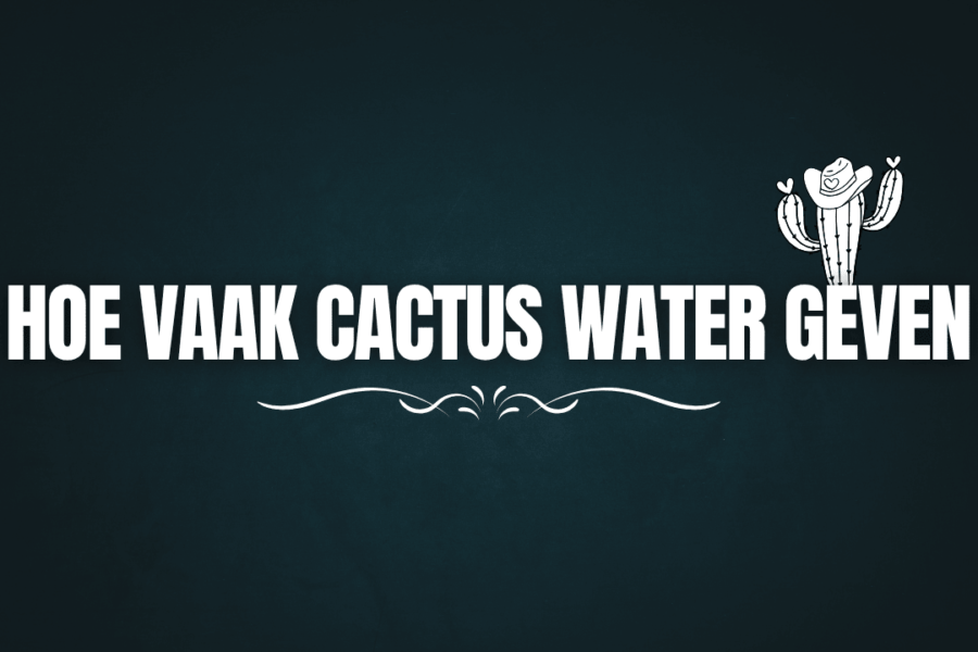 Hoe vaak cactus water geven