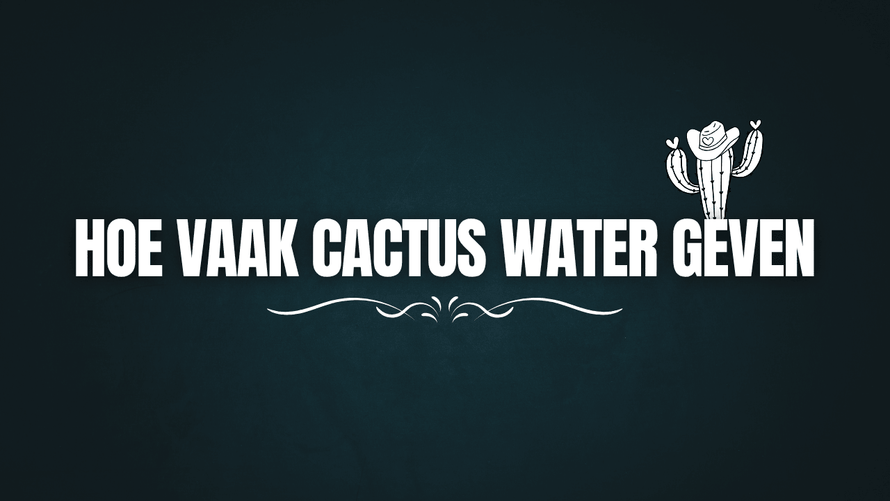 Hoe vaak cactus water geven? Experttips per Seizoen