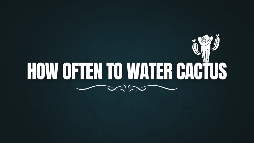How Often to Water Cactus