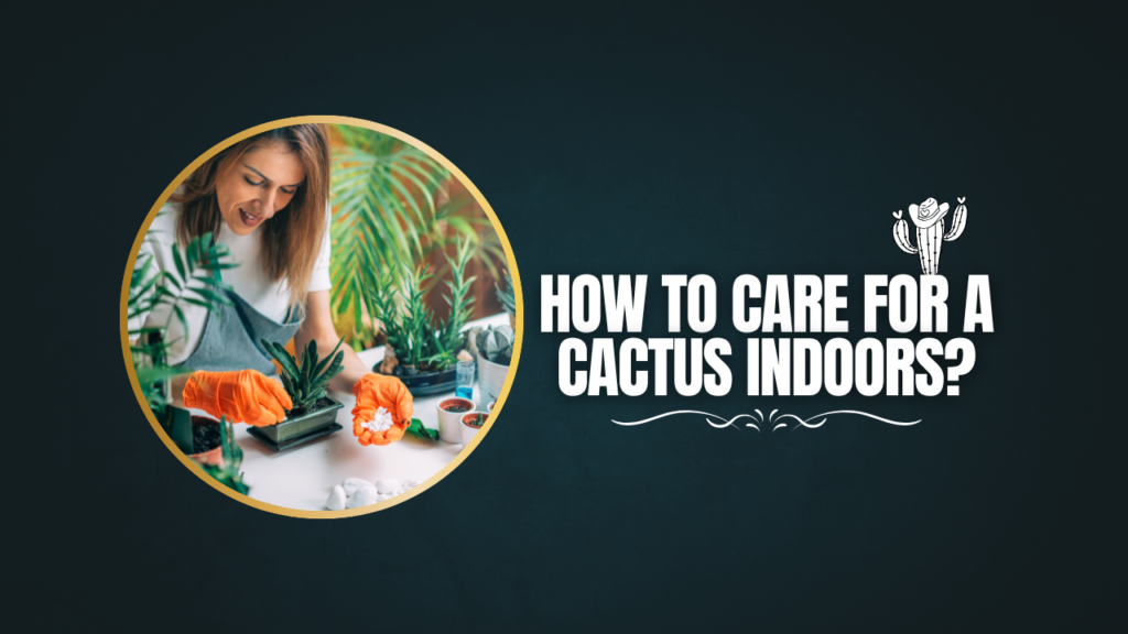 How to Care for a Cactus Indoors