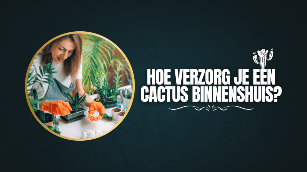 Hoe verzorg je een cactus binnenshuis?