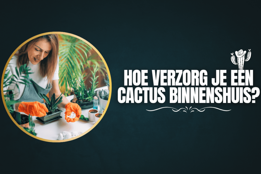 Hoe verzorg je een cactus binnenshuis?