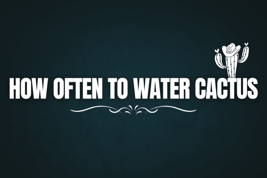 How Often to Water Cactus