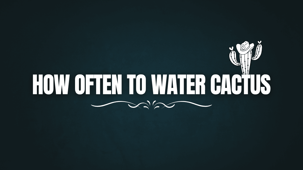 How Often to Water Cactus: Expert Tips for Every Season