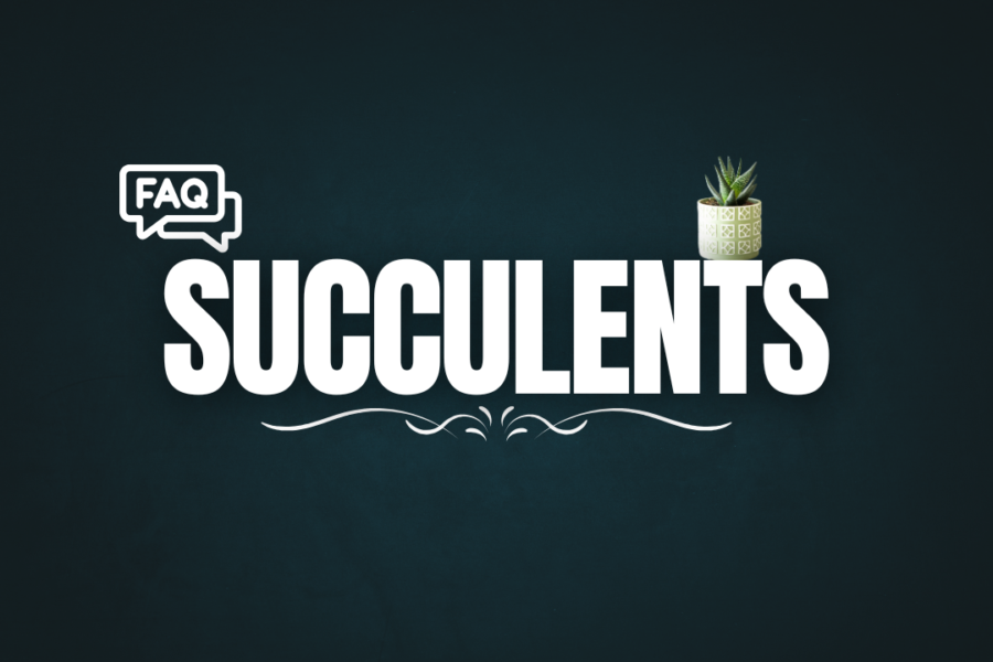 Succulent FAQ