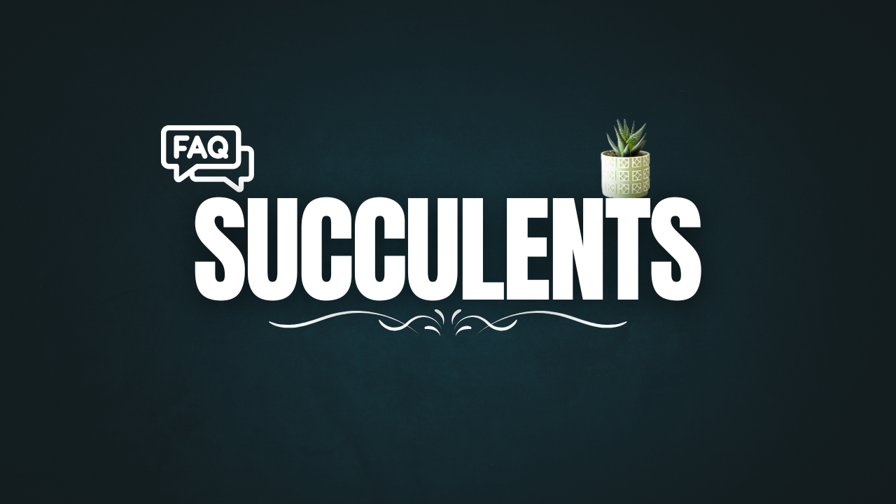 Succulent FAQ: Expert Answers to the Most Common Questions