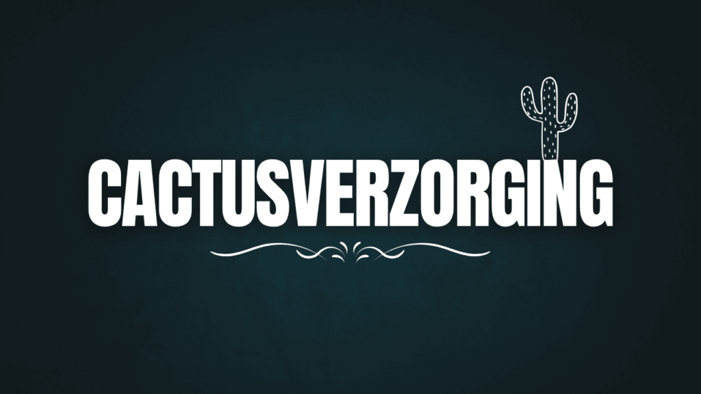 Cactusverzorging