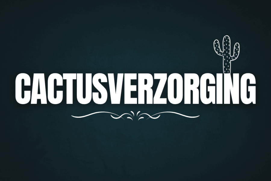 Cactusverzorging