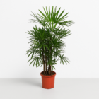 Rhapis Excelsa