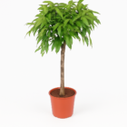 Ficus Amstel King