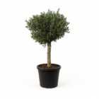 Olea Europaea Lorc