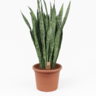 Sansevieria Zeylenica