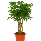 Schefflera Compacta Gevlochten