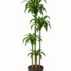 Dracaena Dorado