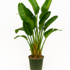 Strelitzia Augusta multi XXL