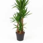 Yucca Elephantipe