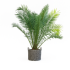 Phoenix Canariensis
