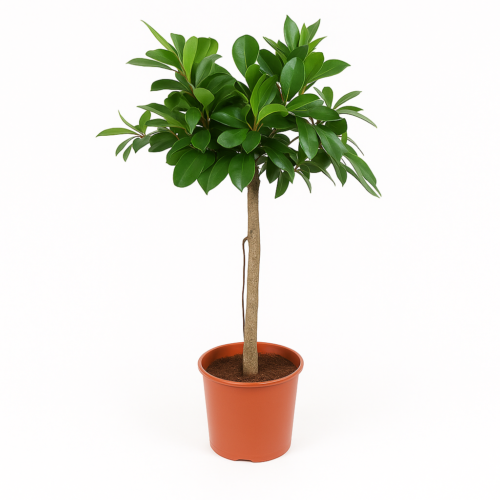 Ficus Cyathistipula boom