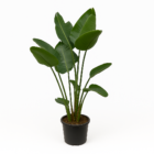 Strelitzia Nicolai XXL