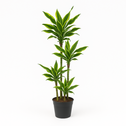 Dracaena Golden Coast