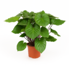 Homalomena Rubescens Maggy