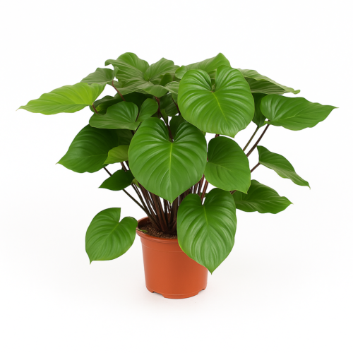 Homalomena Rubescens Maggy