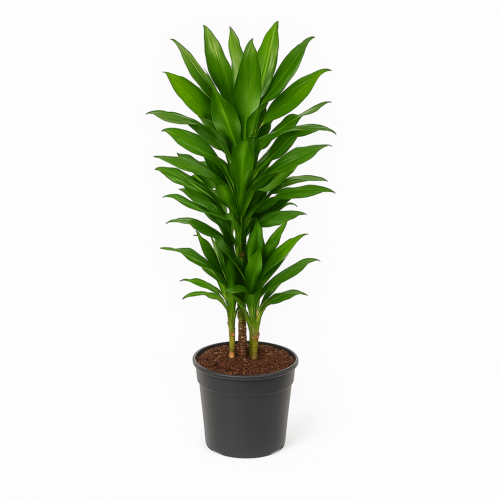 Dracaena Janet Lind vertakt