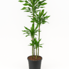 Dracaena Janet Lind