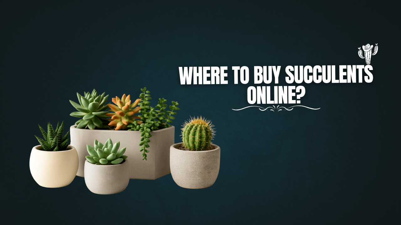 Where to Buy Succulents Online?