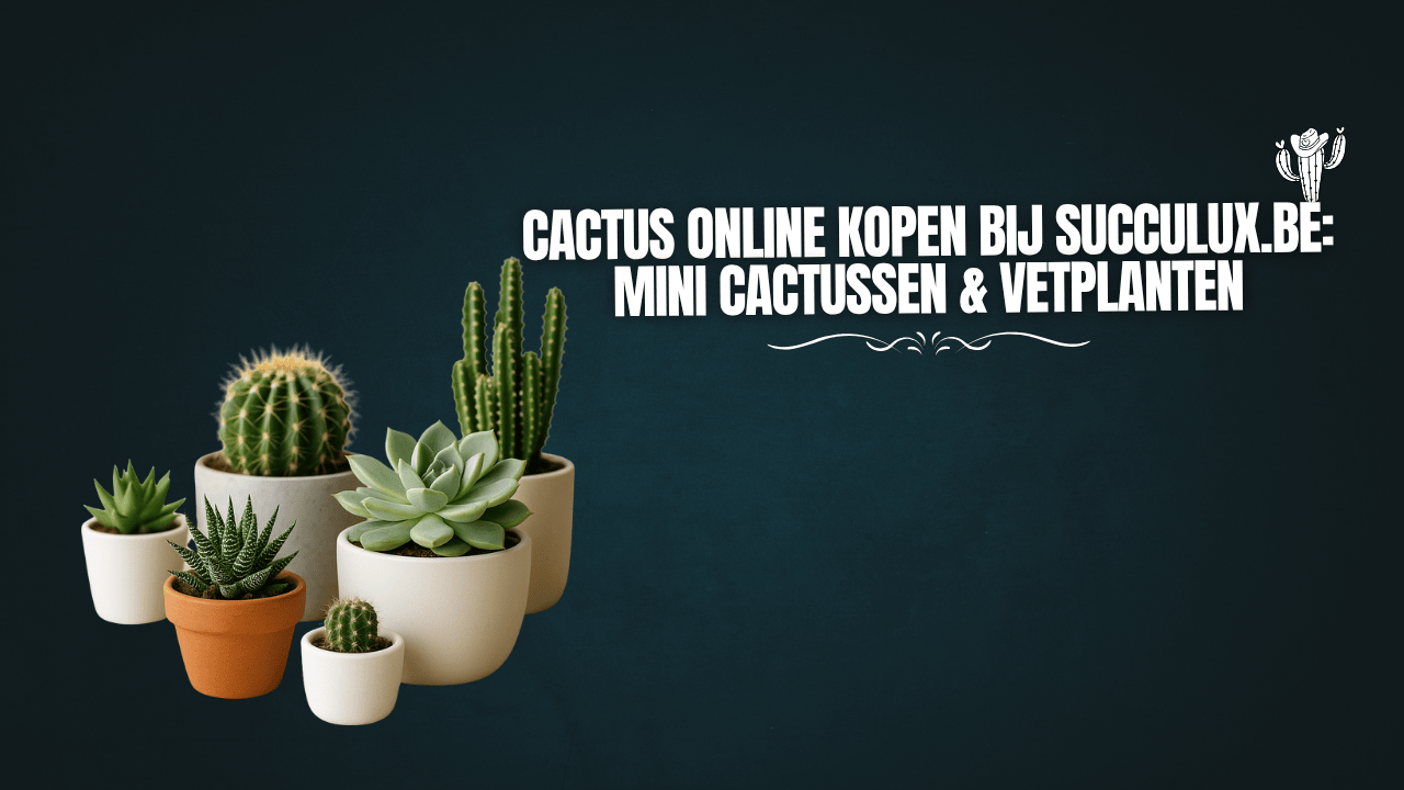 Cactus Online Kopen bij Succulux.be: Mini Cactussen & Vetplanten