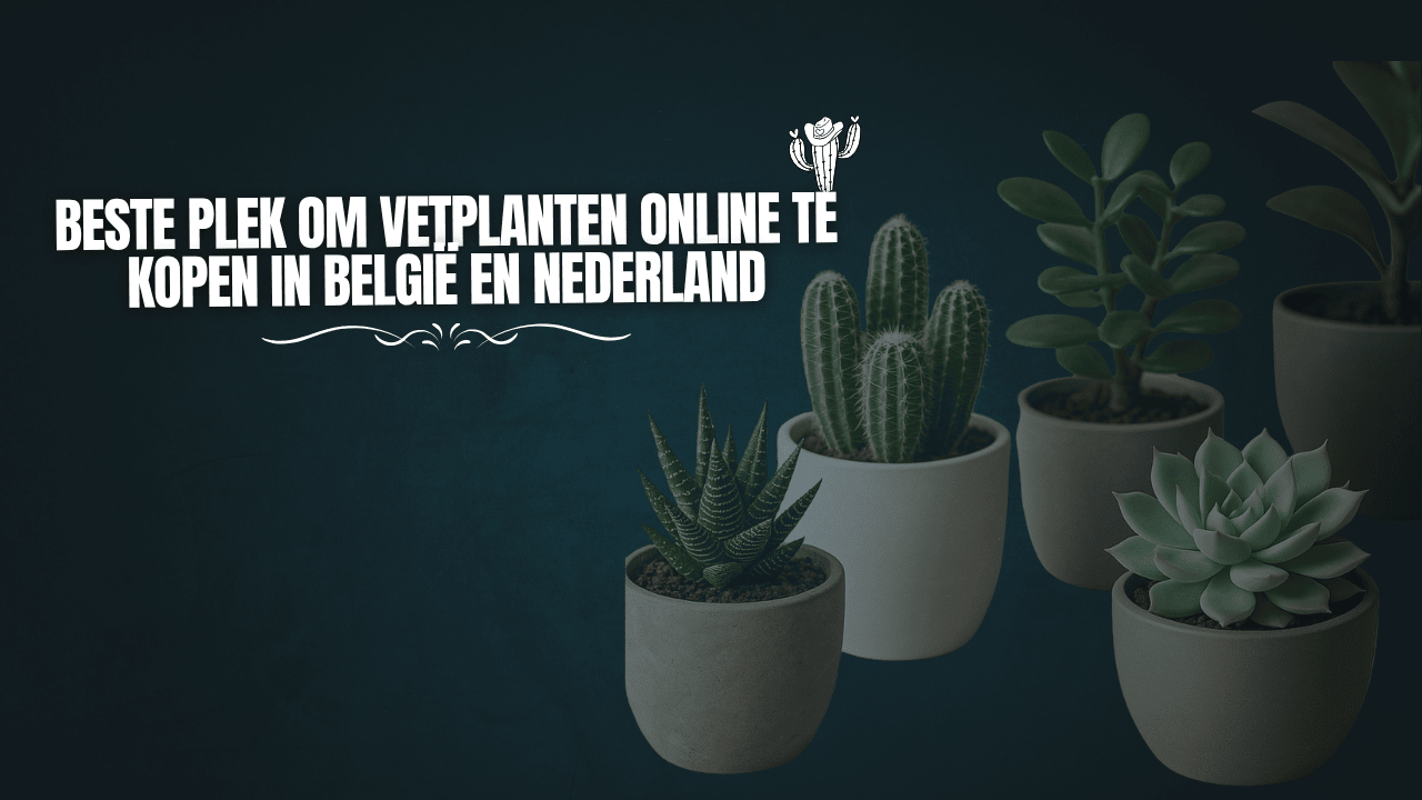 Beste plek om vetplanten online te kopen in België en Nederland