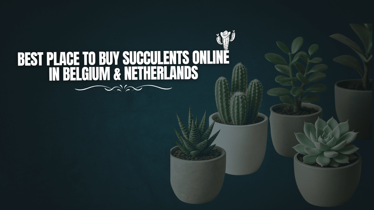 Best Place to Buy Succulents Online in Belgium & Netherlands
