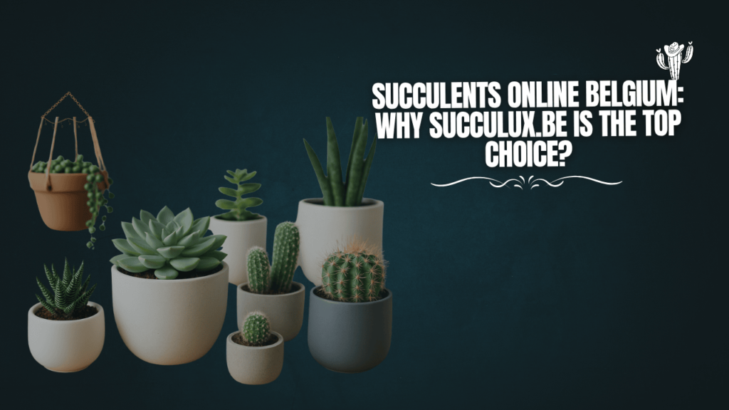 Succulents Online Belgium
