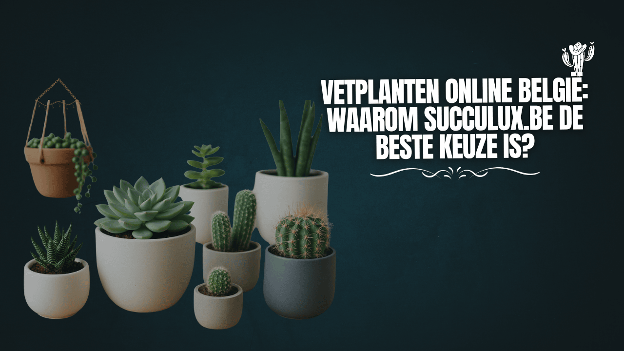 Vetplanten Online België: Waarom Succulux.be de beste keuze is?