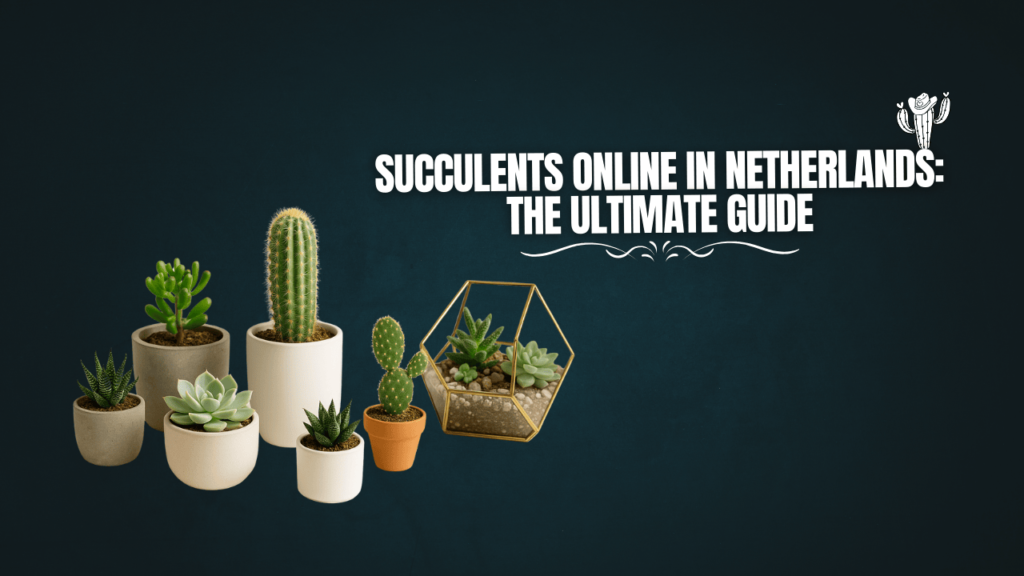 Succulents Online In Netherlands