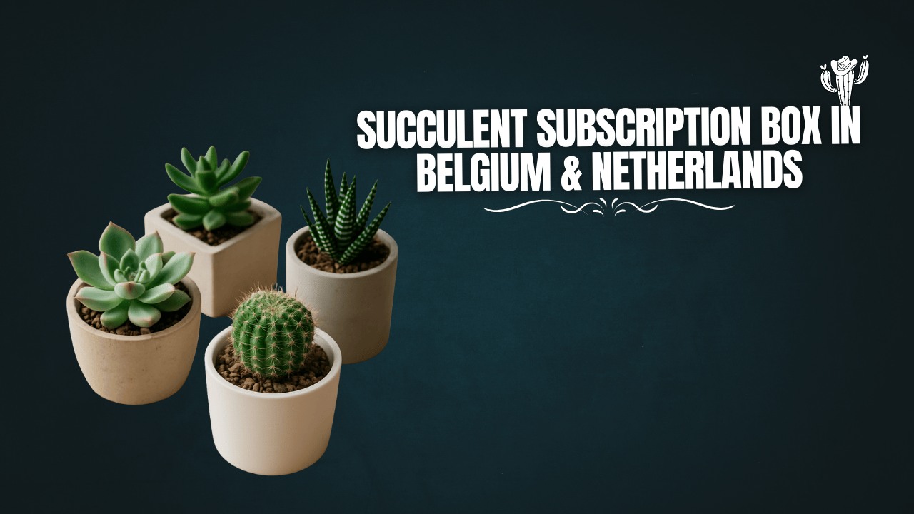 Succulent subscription box in Belgium & Netherlands
