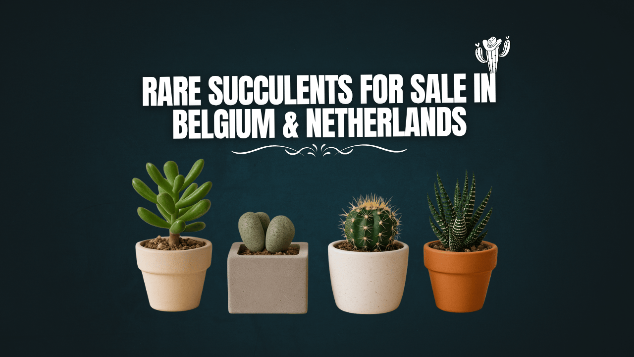 Rare Succulents for Sale in Belgium & Netherlands
