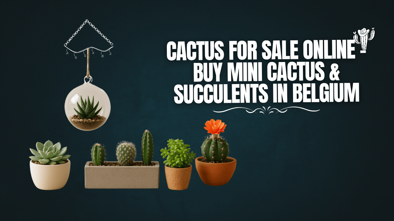 Cactus for Sale Online – Buy Mini Cactus & Succulents in Belgium
