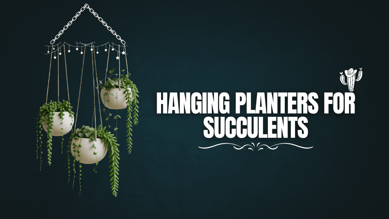 Hanging planters for succulents