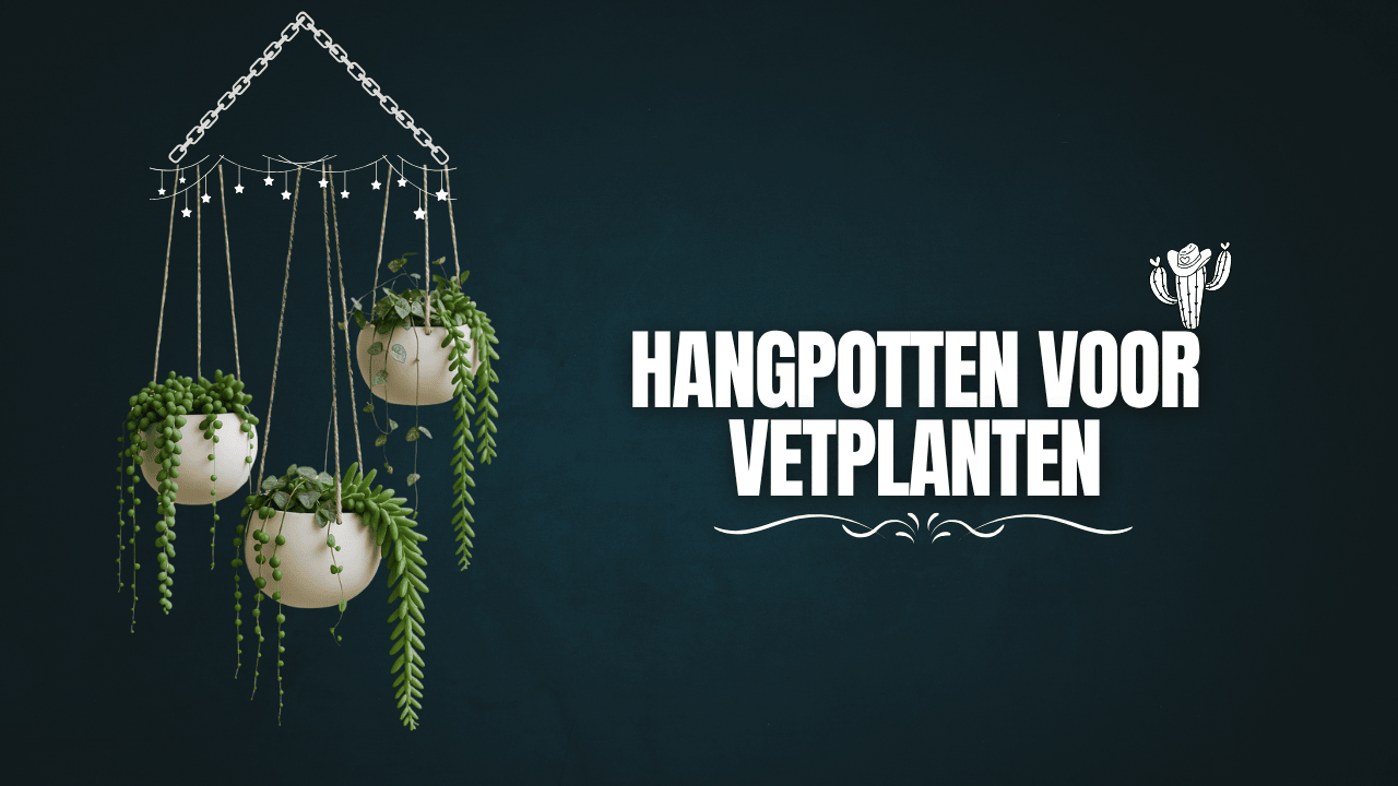 Hangpotten voor vetplanten