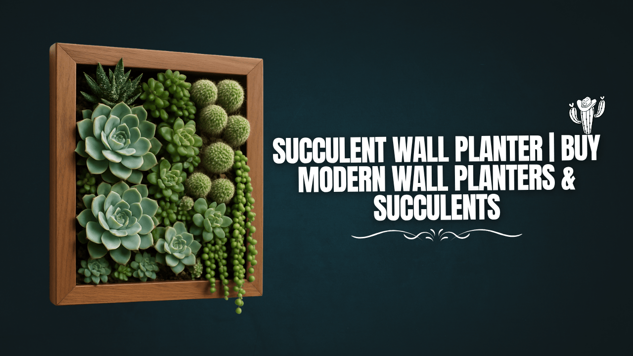 Succulent Wall Planter | Buy Modern Wall Planters & Succulents