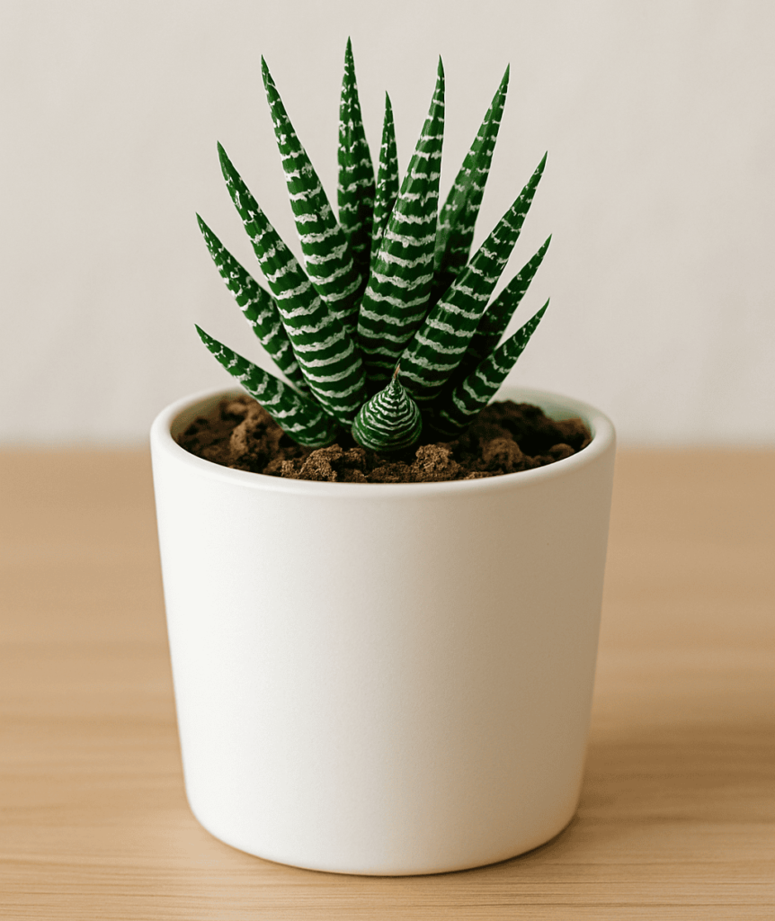 Haworthia care