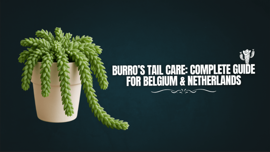 Burro’s Tail Care