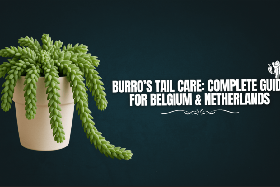 Burro’s Tail Care