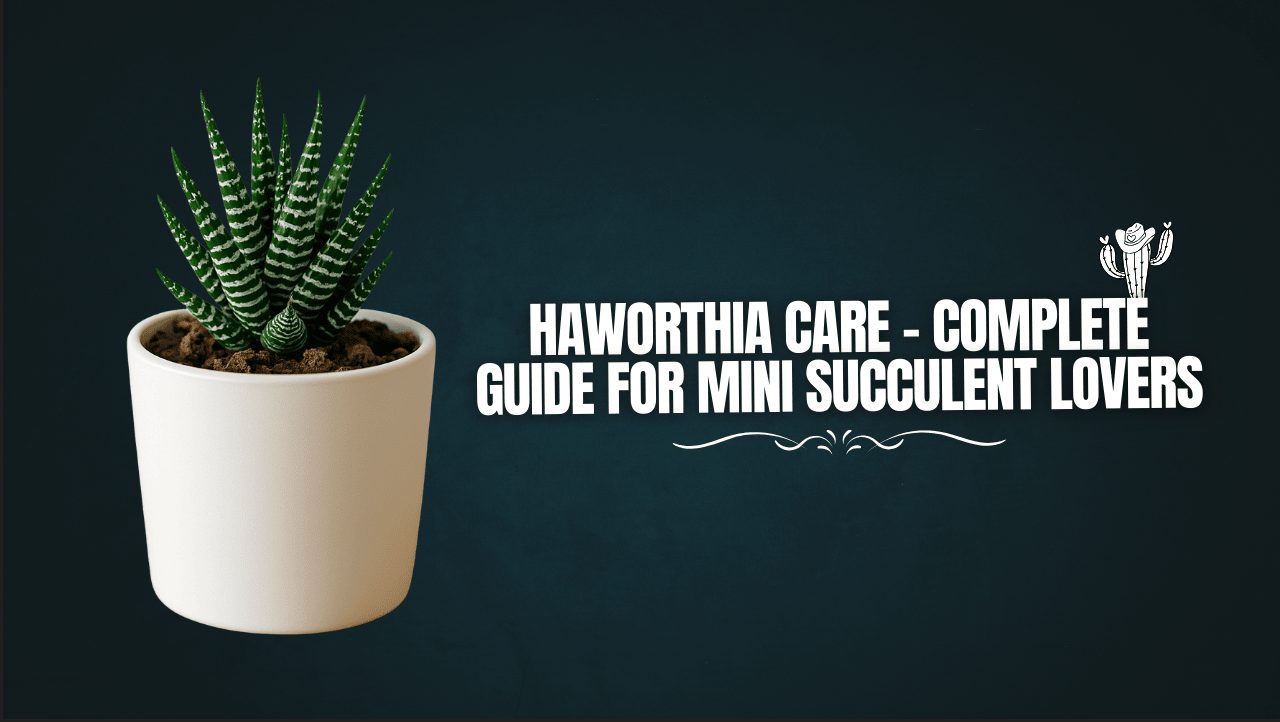 Haworthia Care – Complete Guide for Mini Succulent Lovers
