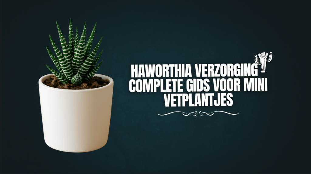 Haworthia verzorging