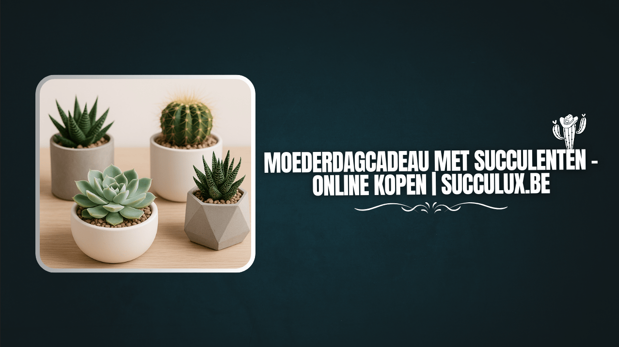Moederdagcadeau met succulenten – Online kopen | Succulux.be