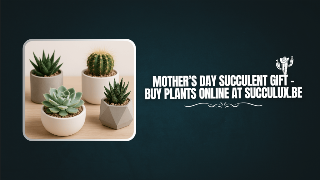 Mother’s Day Succulent Gift