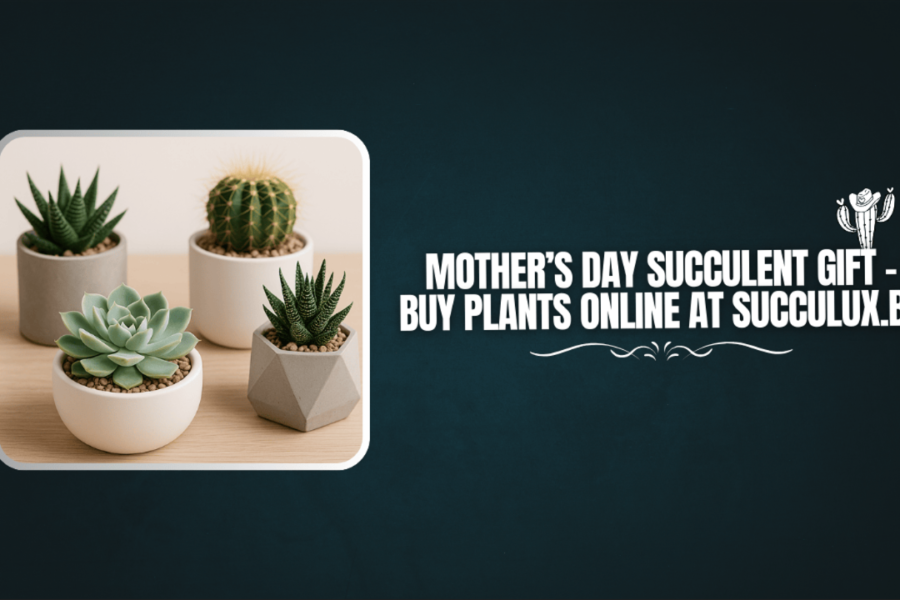Mother’s Day Succulent Gift